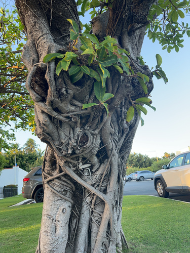 Giantleaf Fig