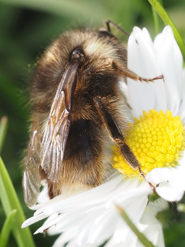 Sitka Bumble Bee photo 6