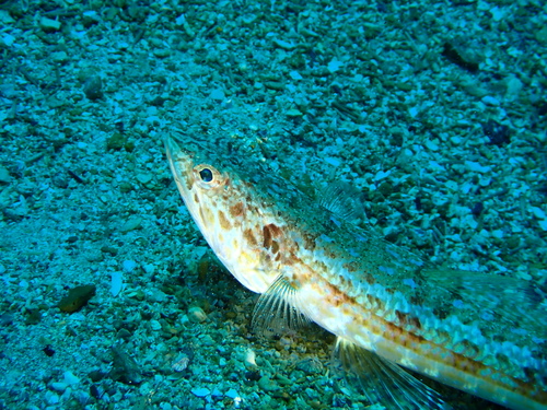 Slender lizardfish (Synodus similis) — Synodontidae — 3