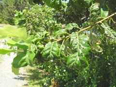 Apiognomonia errabunda