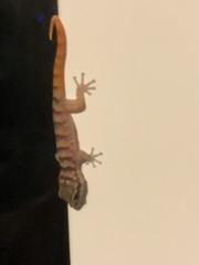 Phyllodactylus julieni