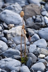 Silene involucrata