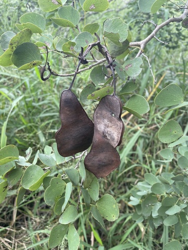 Lysiphyllum hookeri