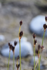Juncus castaneus