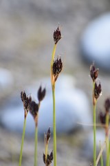 Juncus castaneus