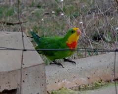 Polytelis swainsonii