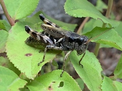 Melanoplus fasciatus