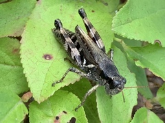 Melanoplus fasciatus