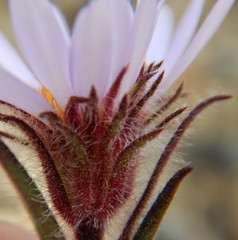 Symphyotrichum yukonense