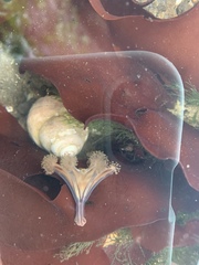 Haliclystus sanjuanensis