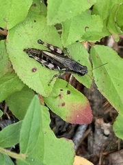 Melanoplus fasciatus