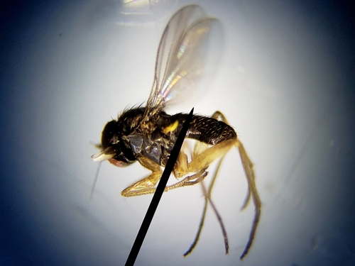 Long-legged fly (Chrysotus longipalpus) photo 2