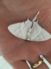 Urapteroides astheniata