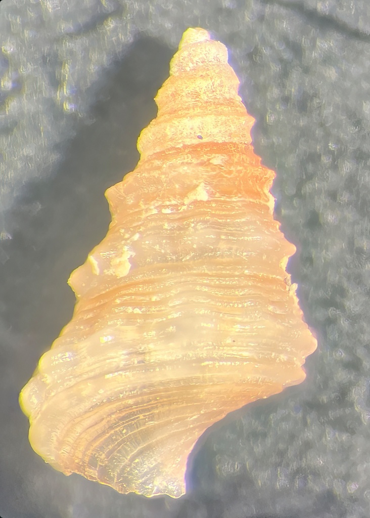 Plesiotrochus luteus