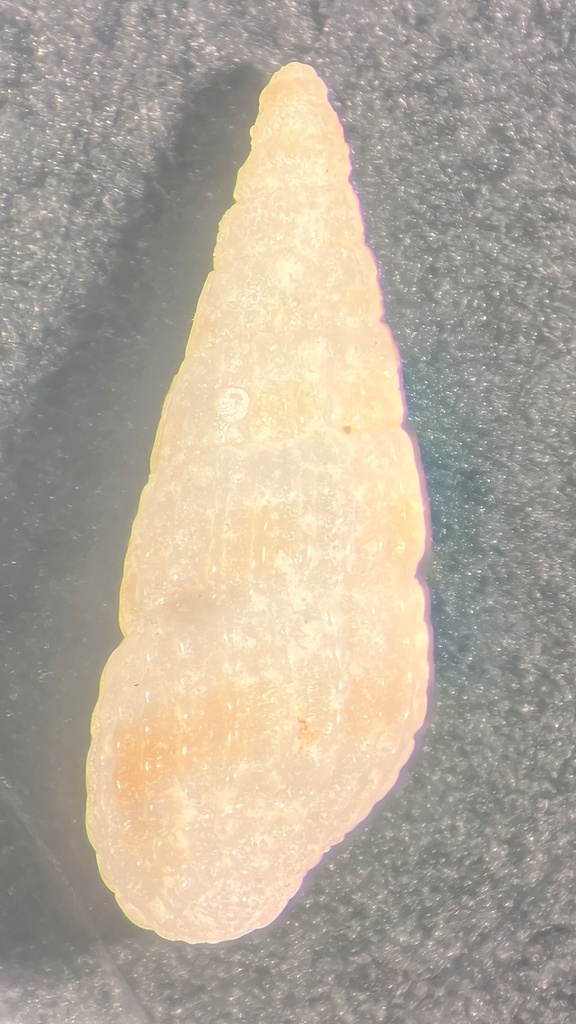 Apataxia cerithiiformis