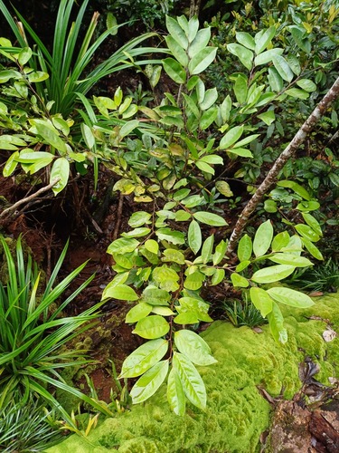 Diospyros samoensis observed 2025-02-10