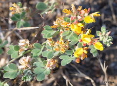 Acmispon decumbens