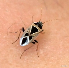 Xanthochilus saturnius