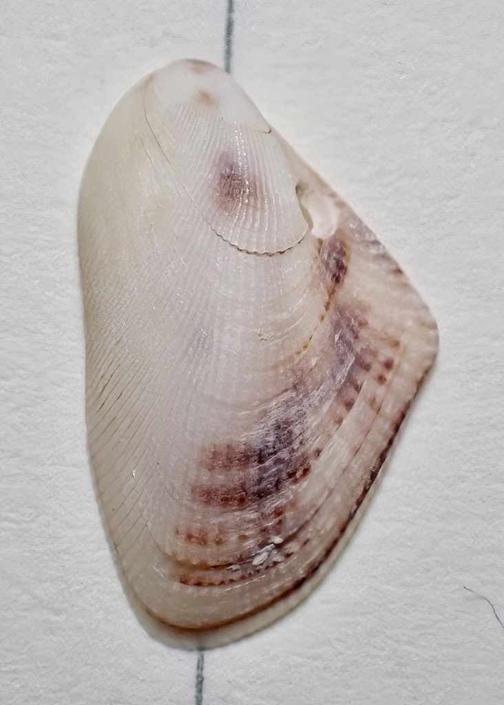 Brachidontes maritimus