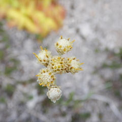 Antennaria pulcherrima