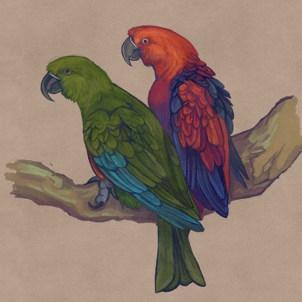 Oceanic Eclectus photo