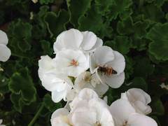 Apis mellifera