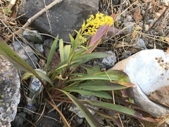 Solidago sempervirens