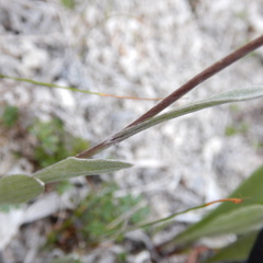 Antennaria pulcherrima