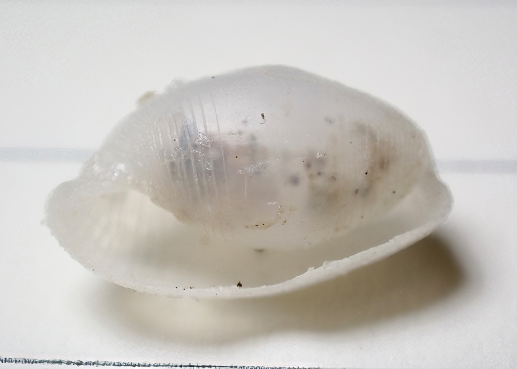 Atys semistriatus