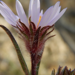 Symphyotrichum yukonense