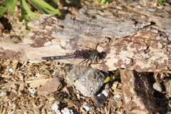Leucorrhinia orientalis
