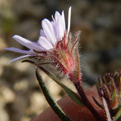Symphyotrichum yukonense