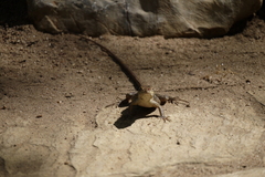 Sceloporus siniferus