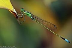Ischnura senegalensis