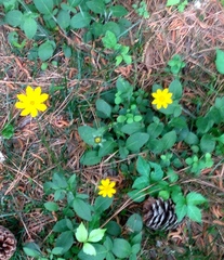 Chrysogonum