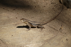 Sceloporus siniferus