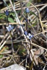 Lomatogonium rotatum