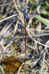 Lomatogonium rotatum