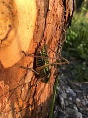 Gampsocleis sedakovii