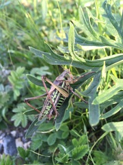 Gampsocleis sedakovii