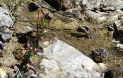 Epilobium ciliatum watsonii