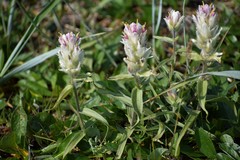 Castilleja elegans