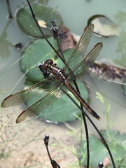 Libellula auripennis