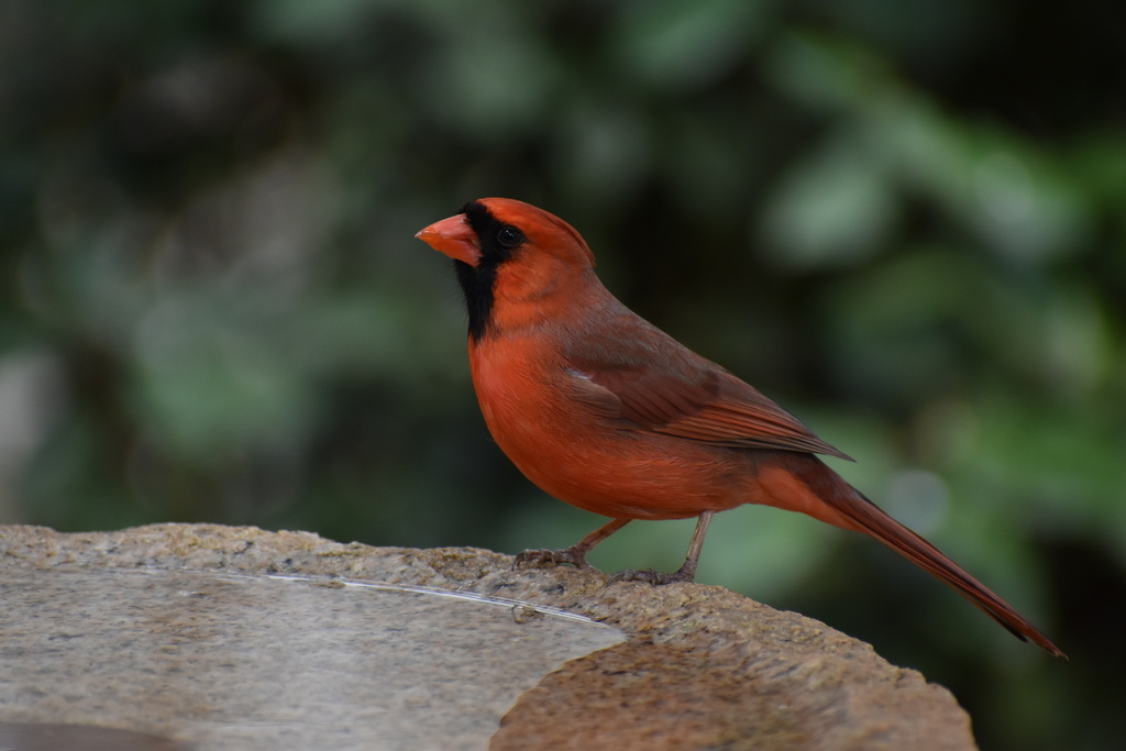 February Cardinal Northern Cardinal in February 2025 by northerly · iNaturalist