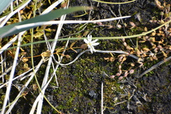 Stellaria humifusa