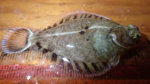 Curlfin sole (Pleuronichthys decurrens) — Pleuronectidae