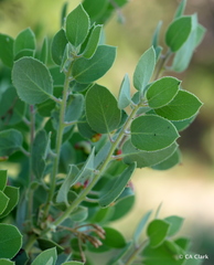 Arctostaphylos viscida mariposa