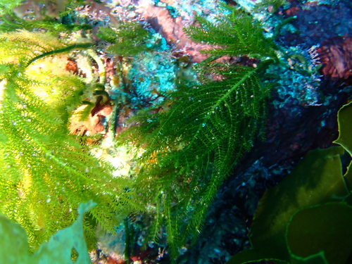 Image of Caulerpa flexilis by (c) Debra Baker, some rights reserved (CC BY)
