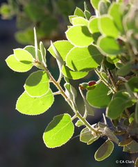 Arctostaphylos viscida mariposa