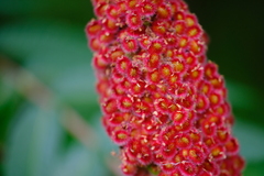 Rhus typhina